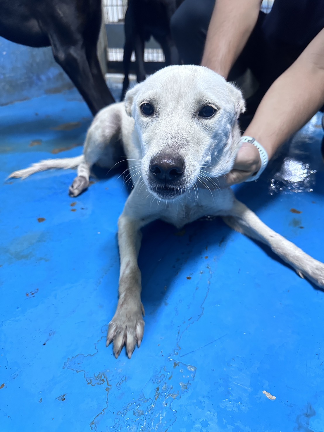 苗栗縣待認養狗 混種犬