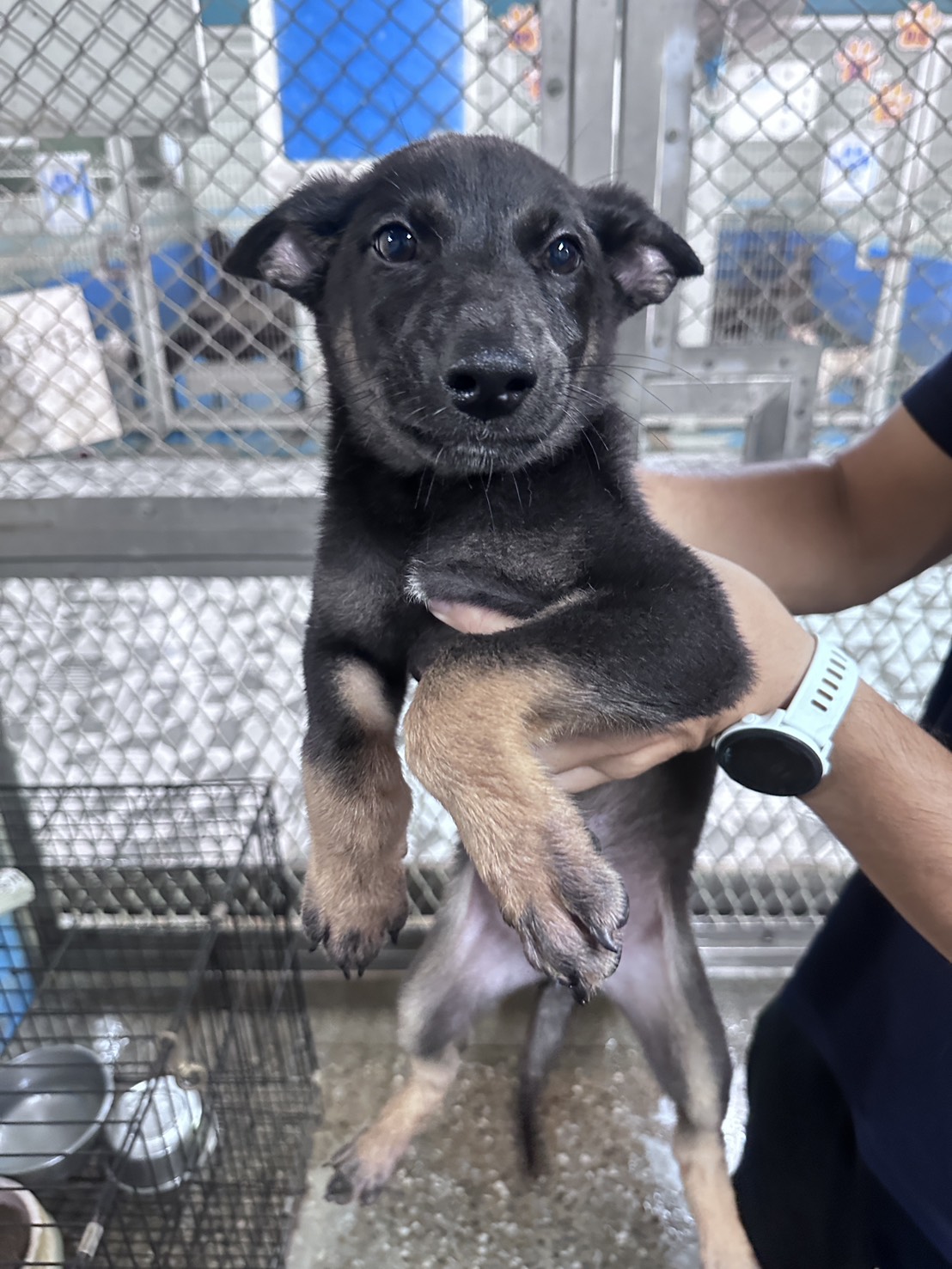 苗栗縣待認養狗 混種犬