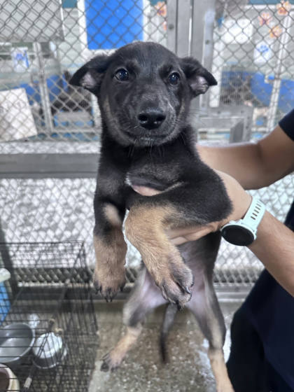 苗栗縣待認養狗｜混種犬｜黑黃色｜公