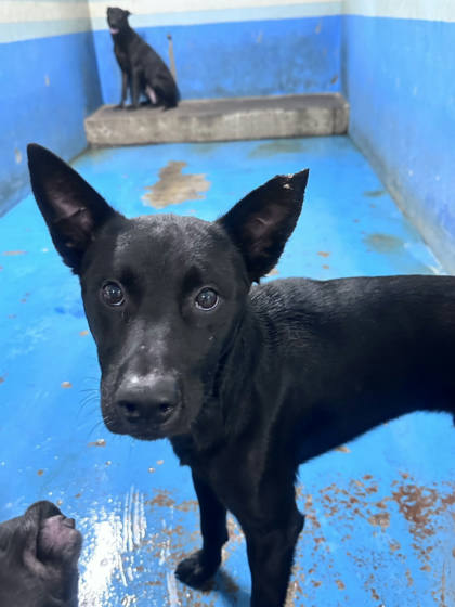 苗栗縣待認養狗｜混種犬｜黑色｜公