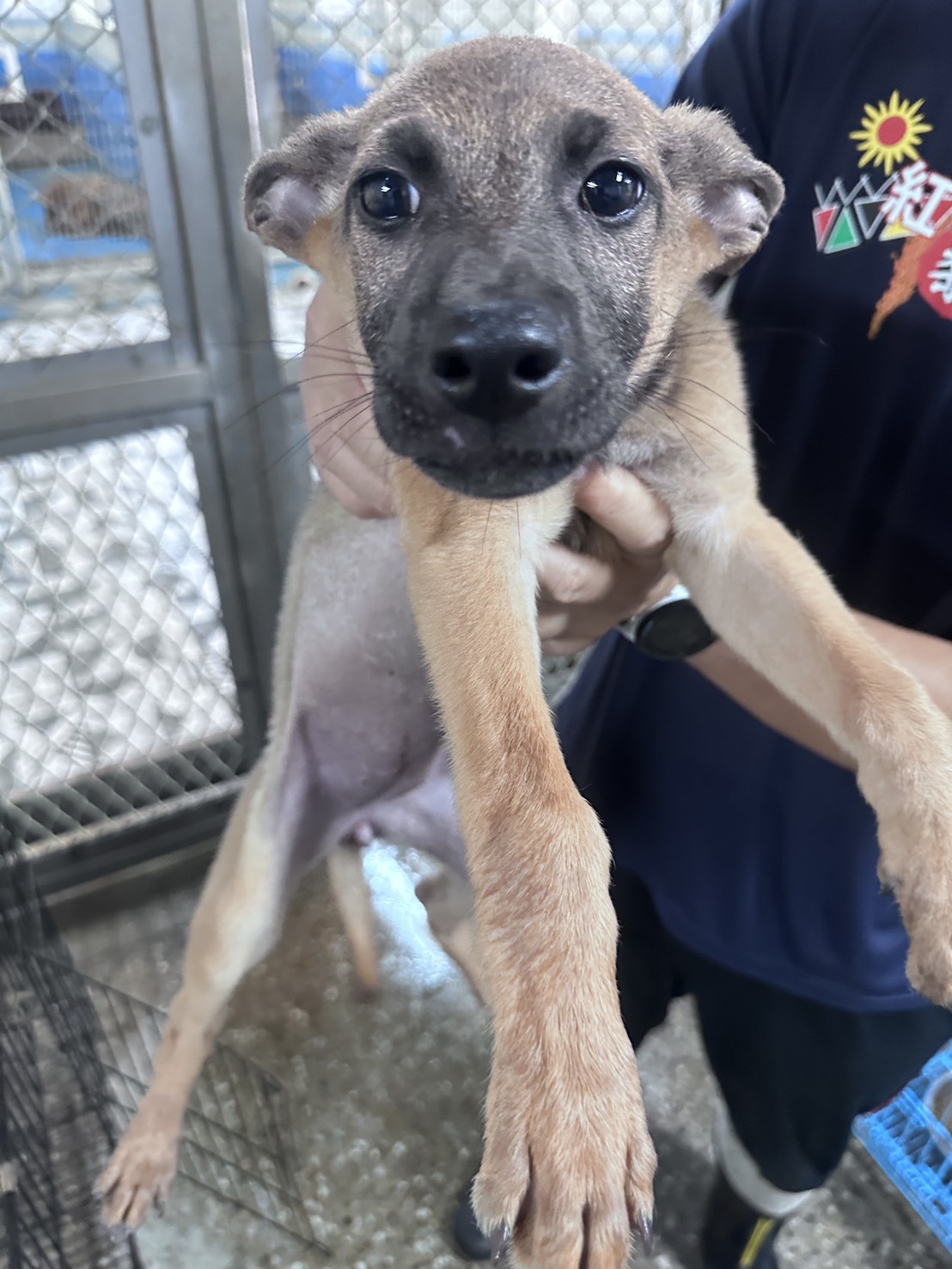 苗栗縣待認養狗 混種犬