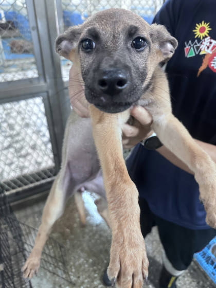 苗栗縣待認養狗｜混種犬｜黑黃色｜母