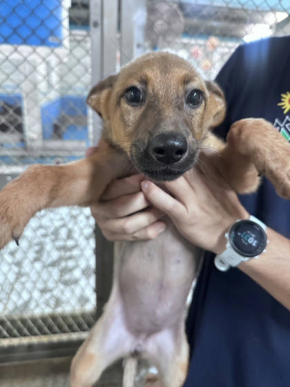 苗栗縣待認養狗｜混種犬｜黑黃色｜母
