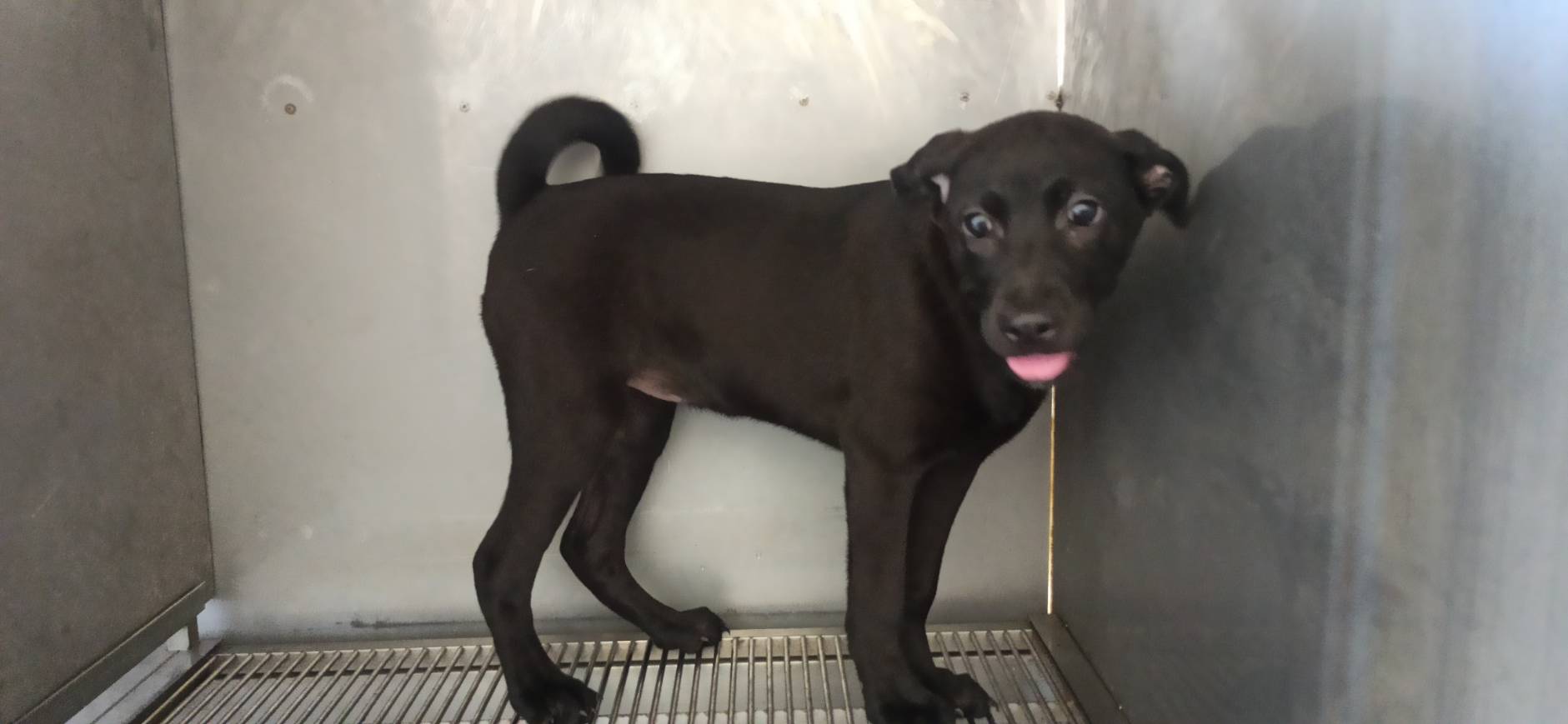 金門縣待認養狗 混種犬