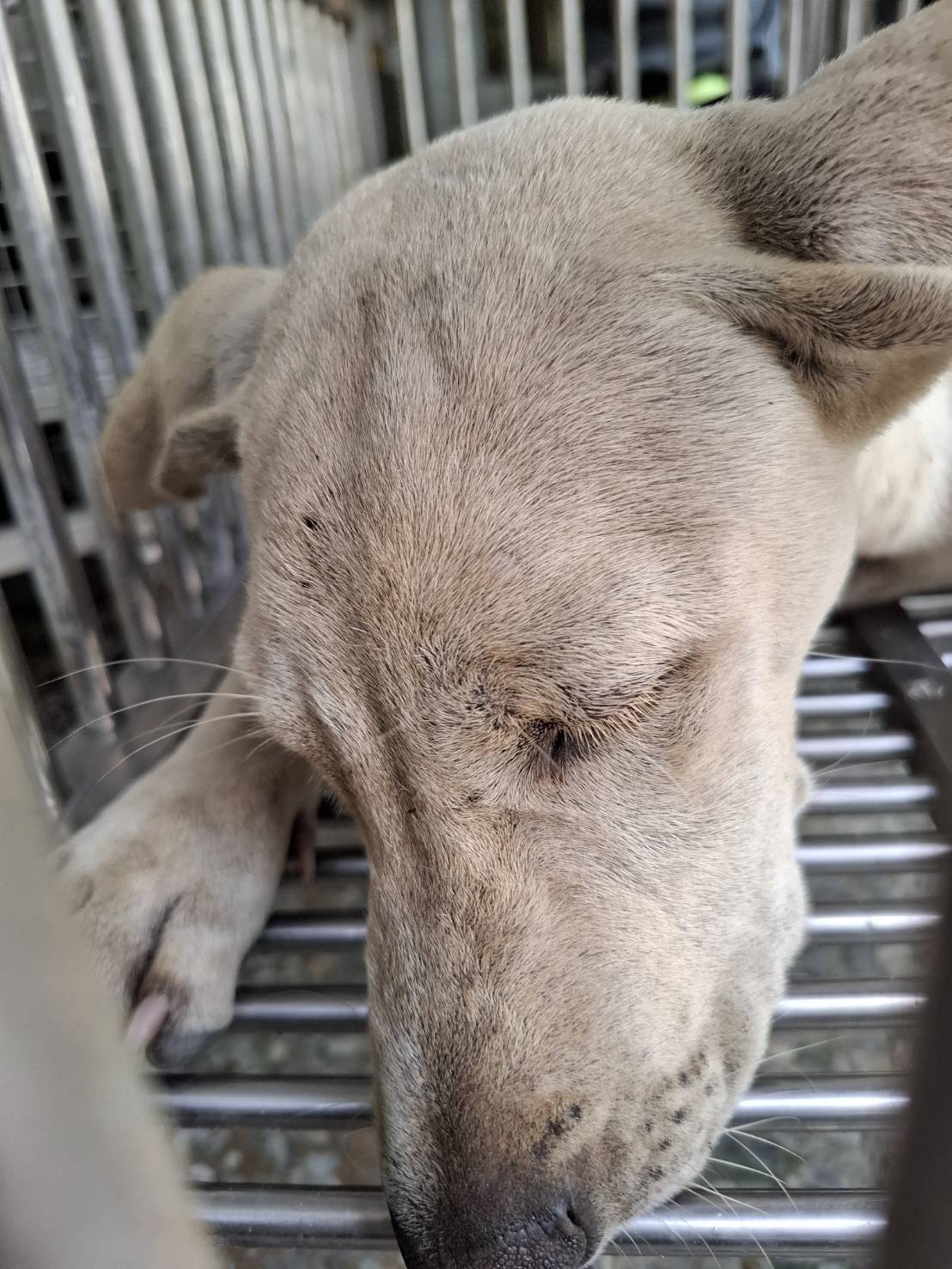 台南市待認養狗 混種犬