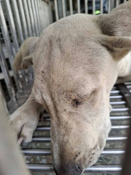 台南市待認養狗｜混種犬｜白色｜母