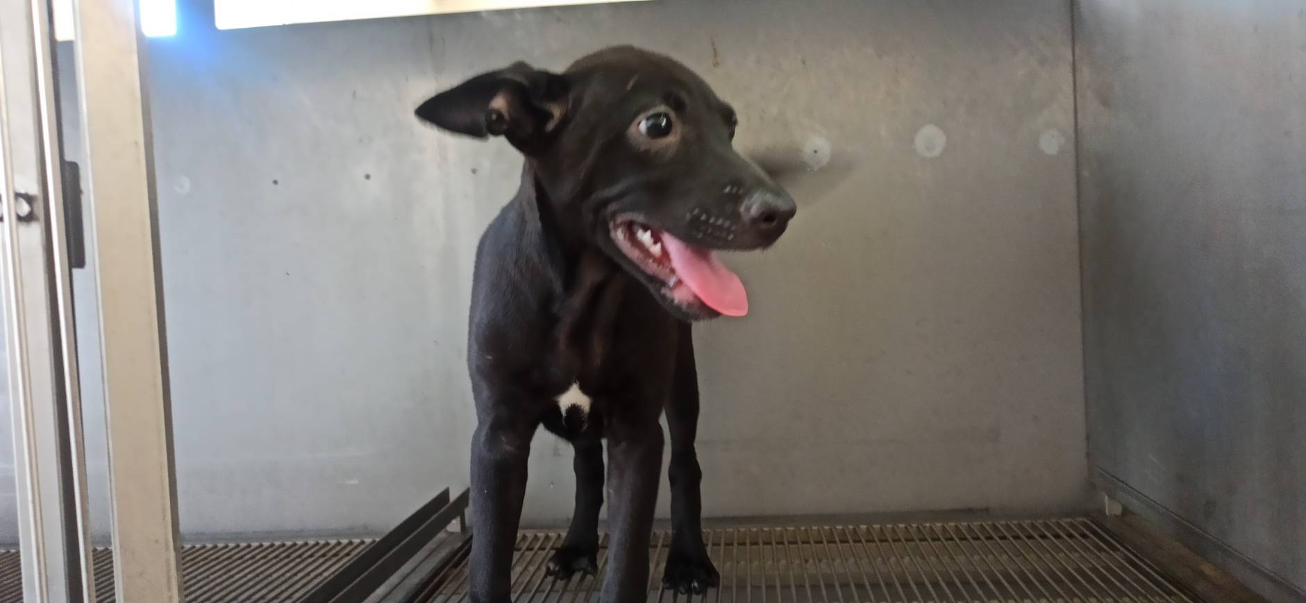 金門縣待認養狗 混種犬