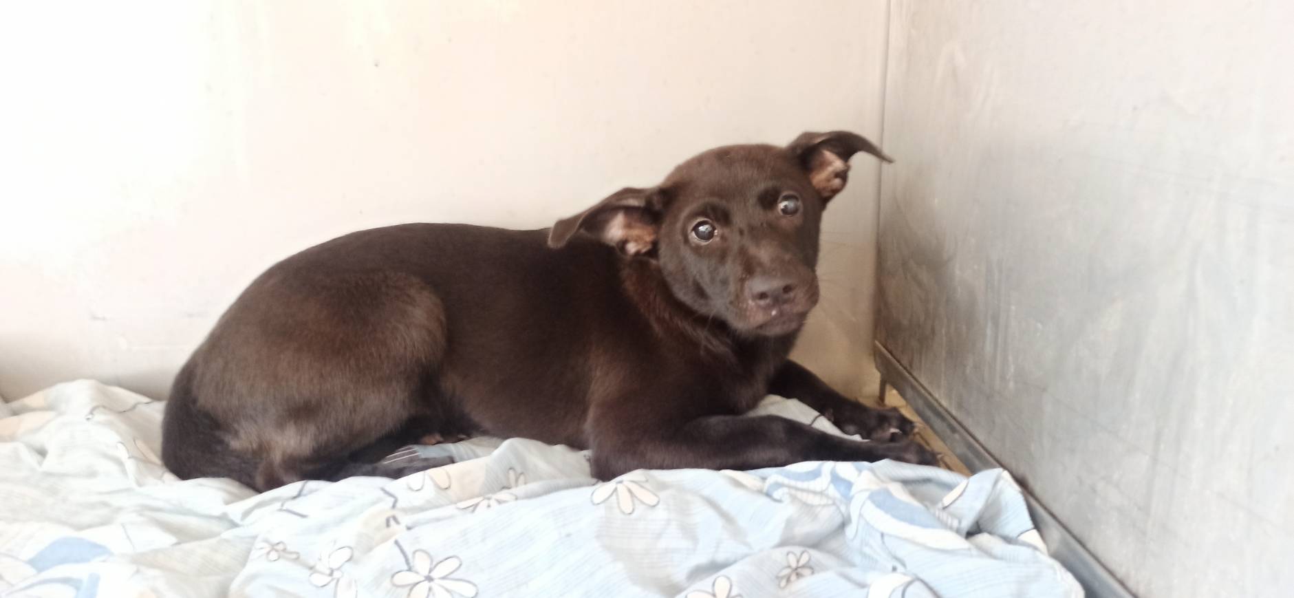 金門縣待認養狗 混種犬