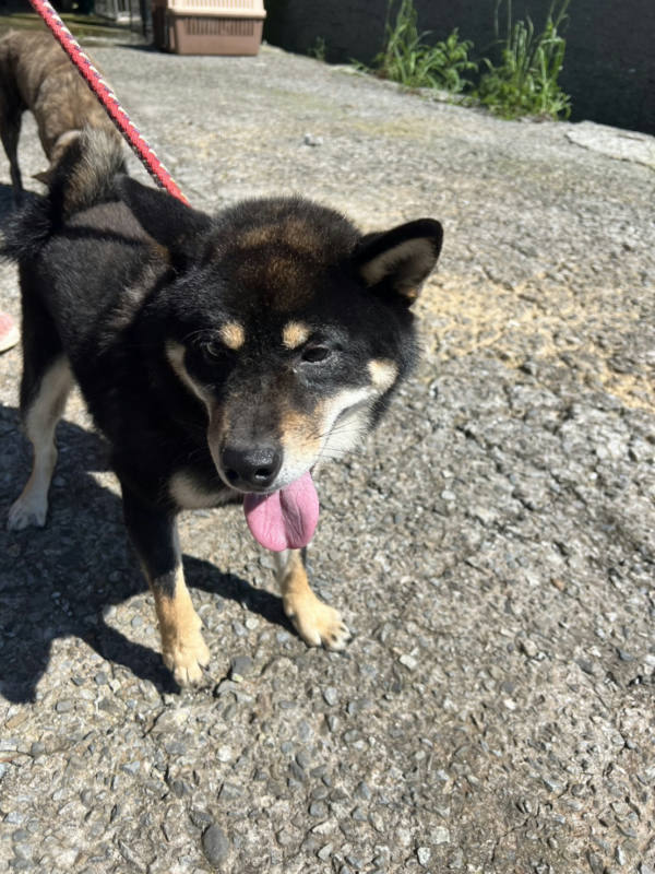 新北市待認養狗 柴犬