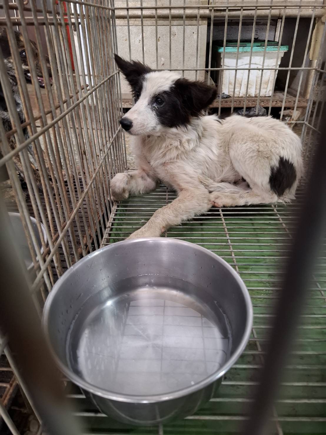 台南市待認養狗 混種犬