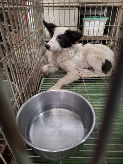 台南市待認養狗｜混種犬｜黑白色｜母