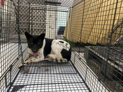 金門縣待認養狗｜混種犬｜黑白色｜母