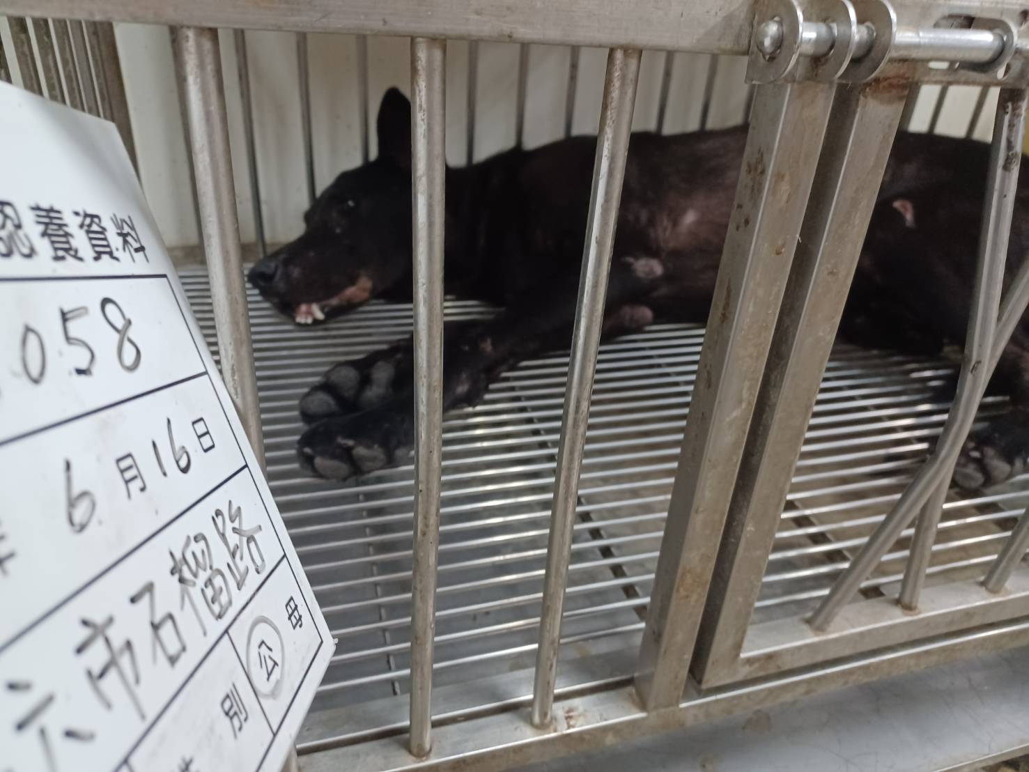 雲林縣待認養狗 混種犬