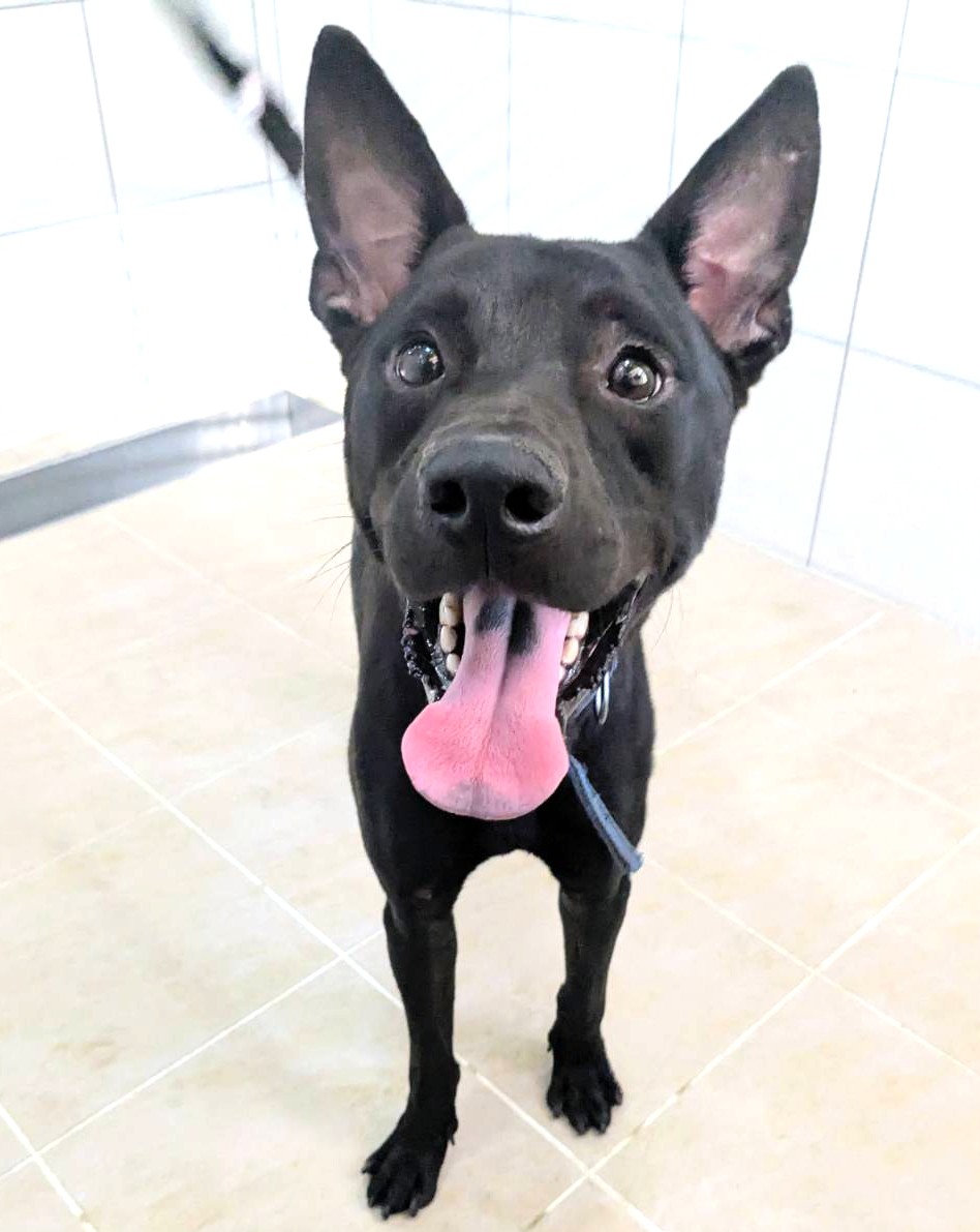 新竹縣待認養狗 混種犬