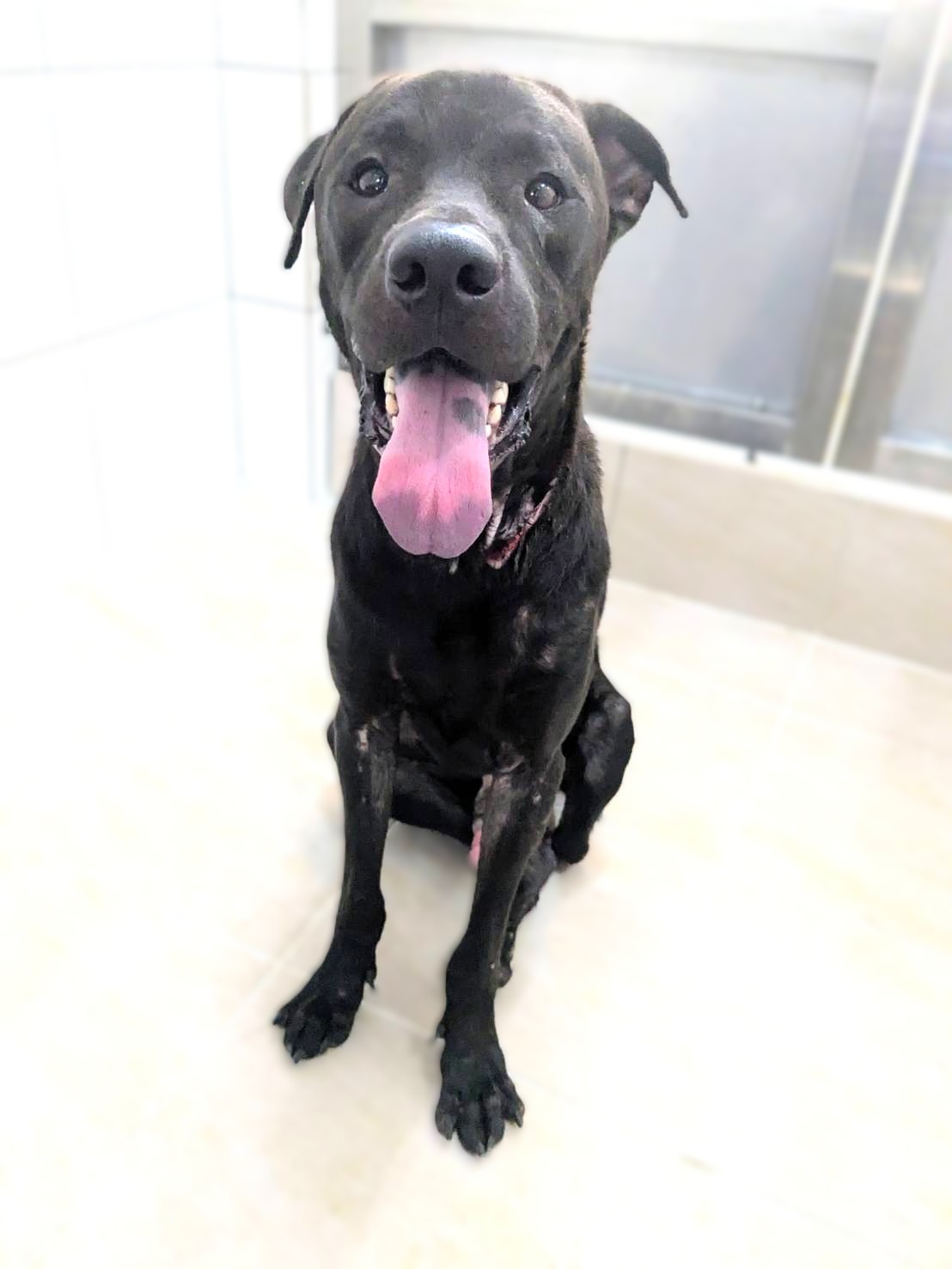 新竹縣待認養狗 混種犬