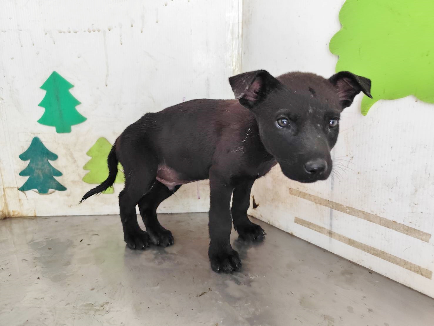 高雄市待認養狗 混種犬