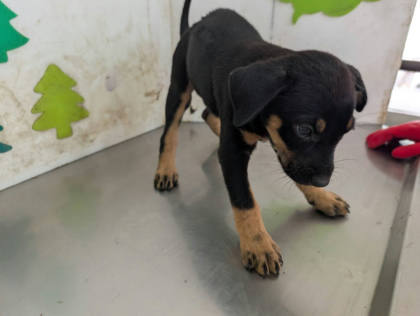 高雄市待認養狗｜混種犬｜黑色｜母
