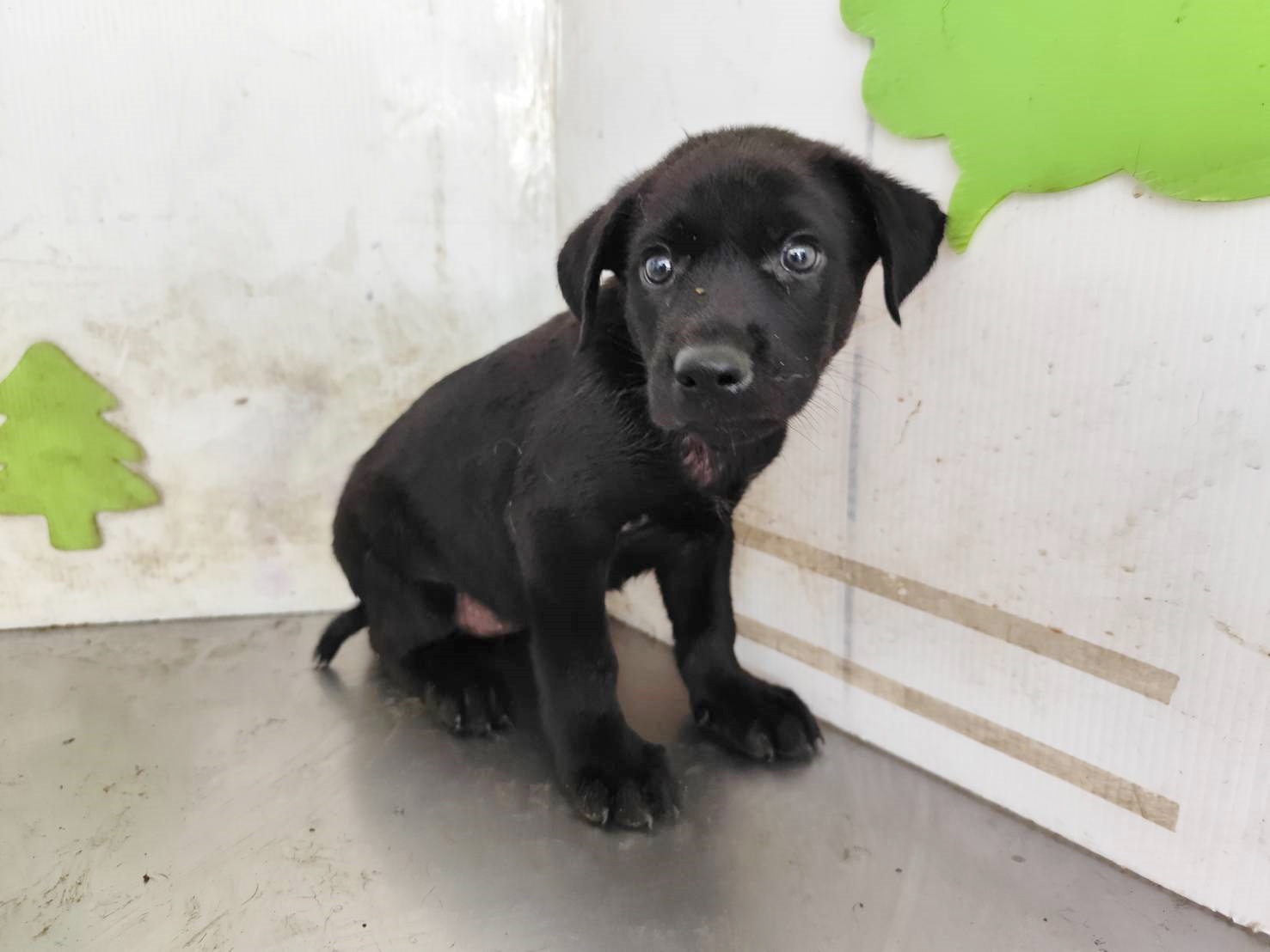高雄市待認養狗 混種犬