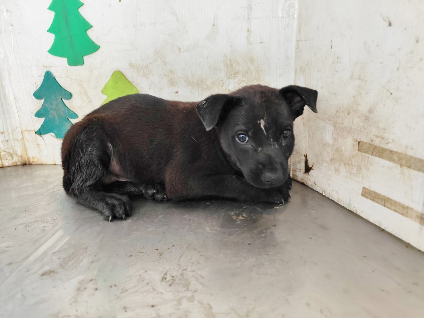 高雄市待認養狗 混種犬