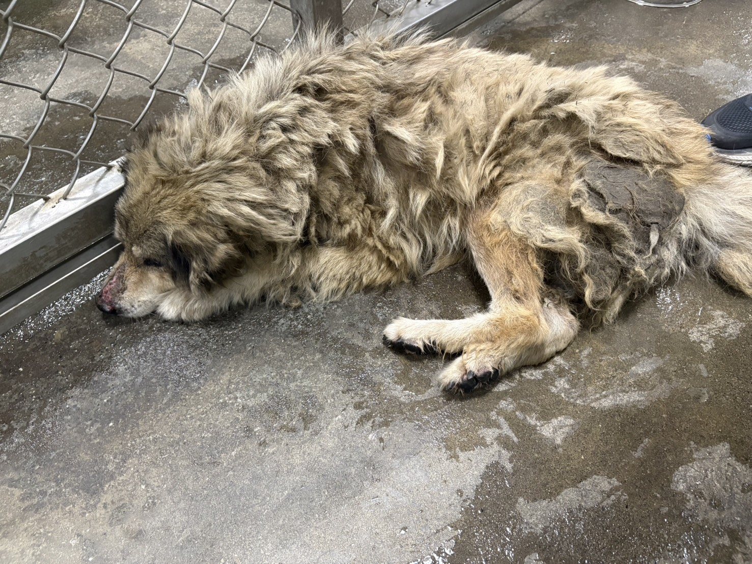 台東縣待認養狗 混種犬