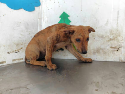 高雄市待認養狗｜混種犬｜棕色｜公