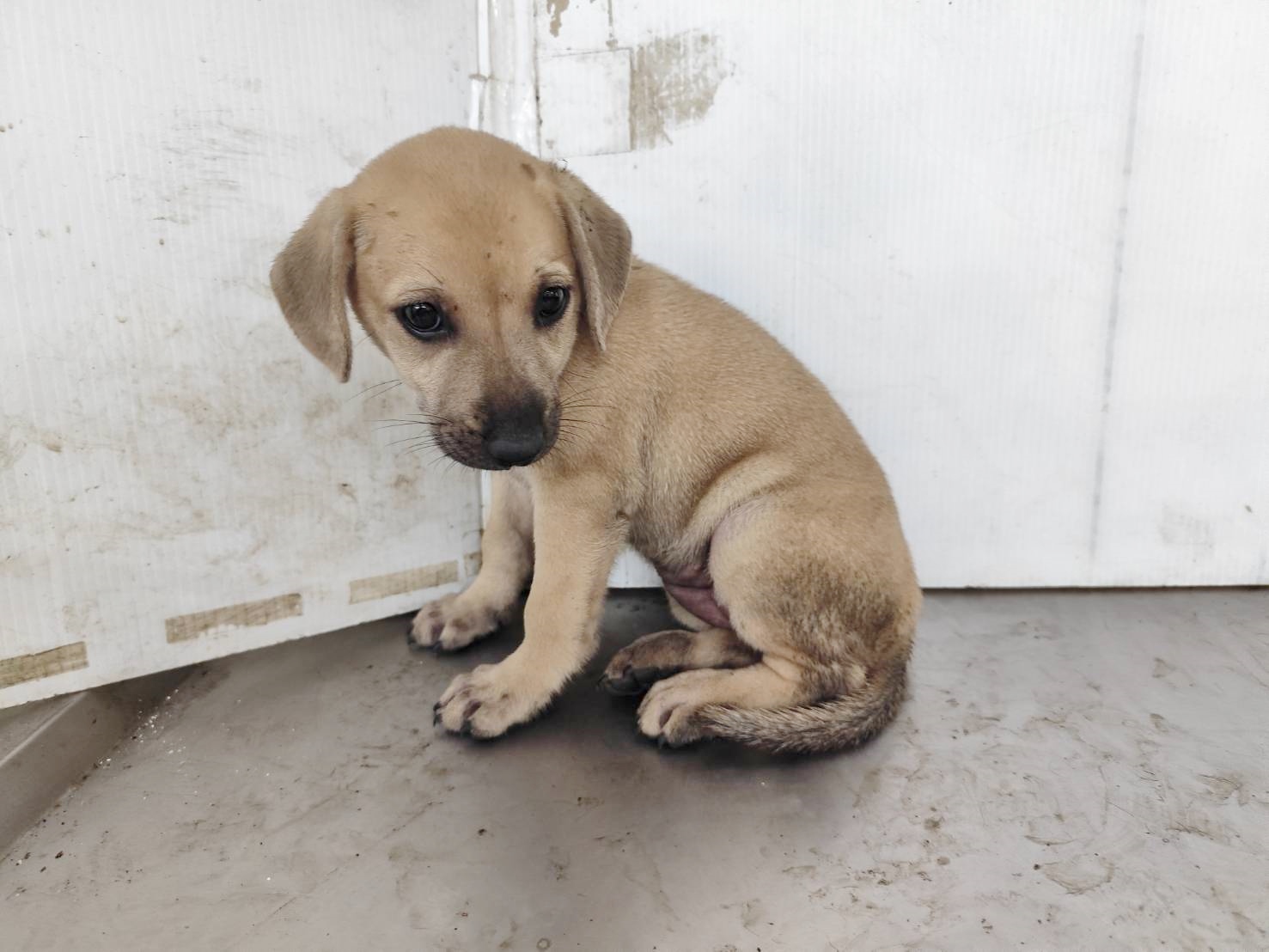 高雄市待認養狗 混種犬