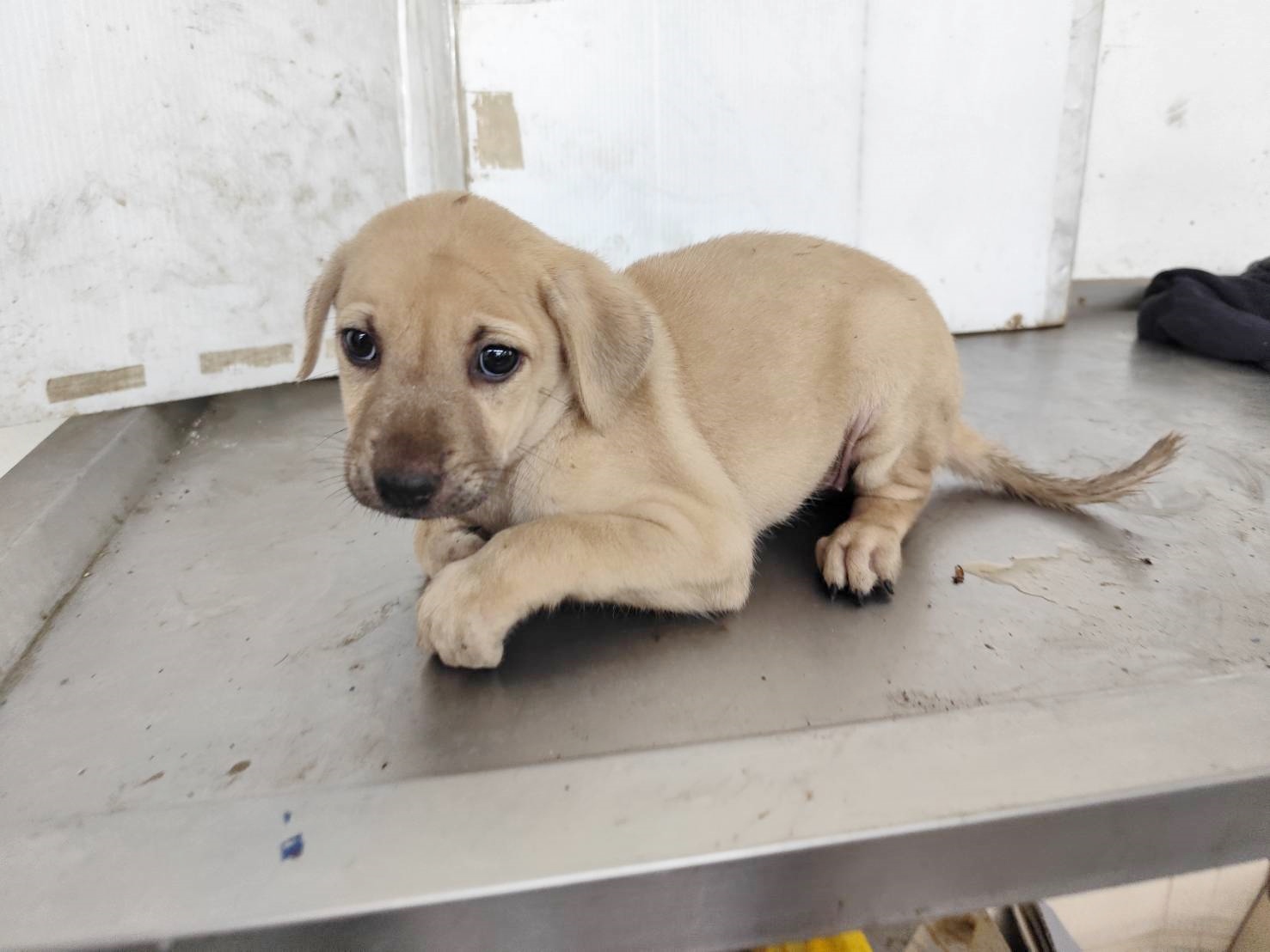高雄市待認養狗 混種犬