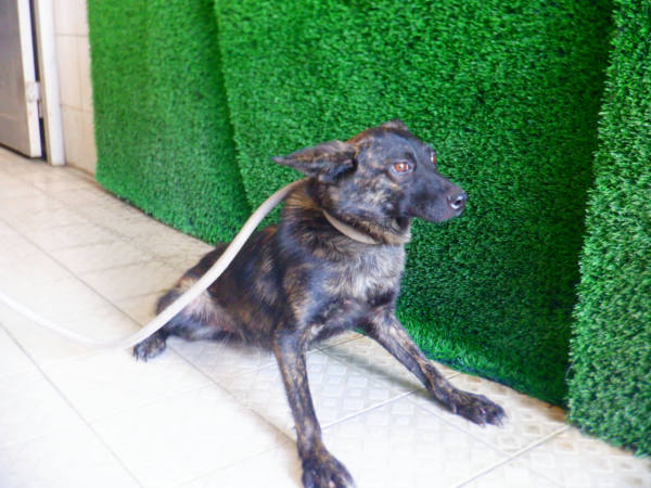 南投縣待認養狗 混種犬
