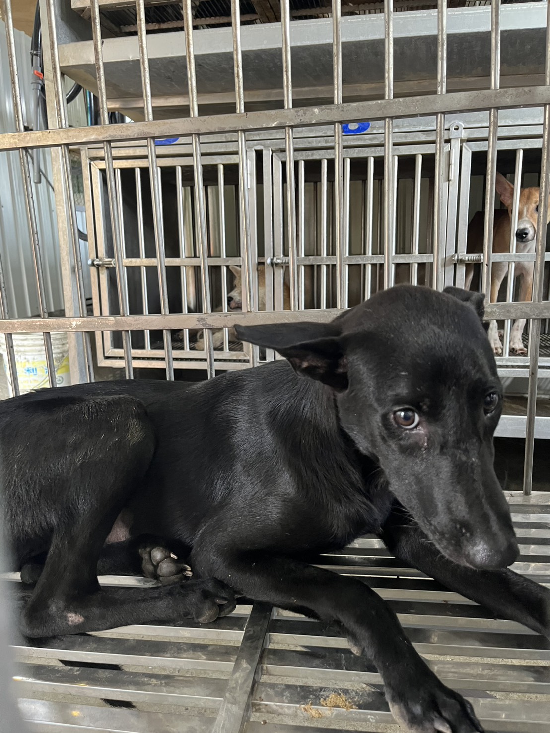 彰化縣待認養狗 混種犬