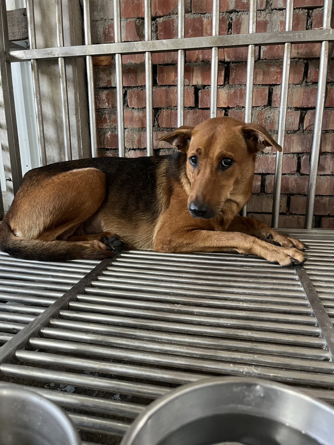 彰化縣待認養狗 混種犬
