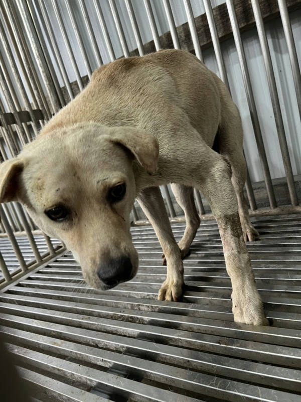 彰化縣待認養狗 混種犬