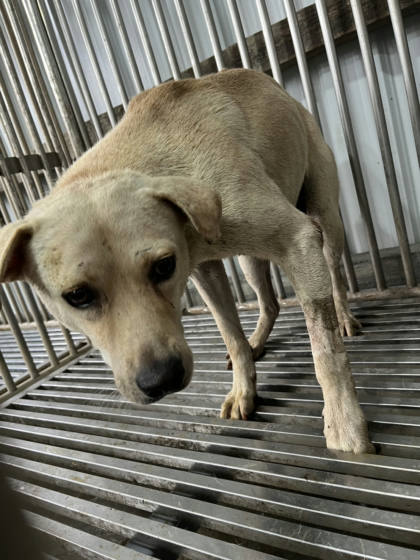 彰化縣待認養狗｜混種犬｜白色｜公