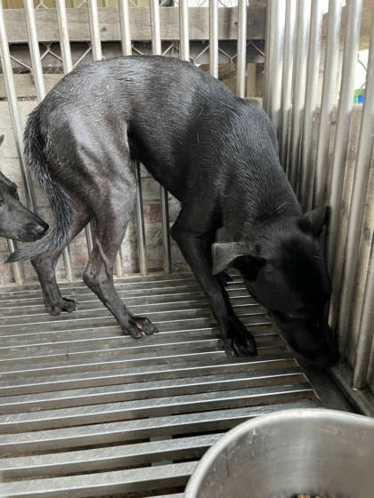 彰化縣待認養狗｜混種犬｜黑色｜公