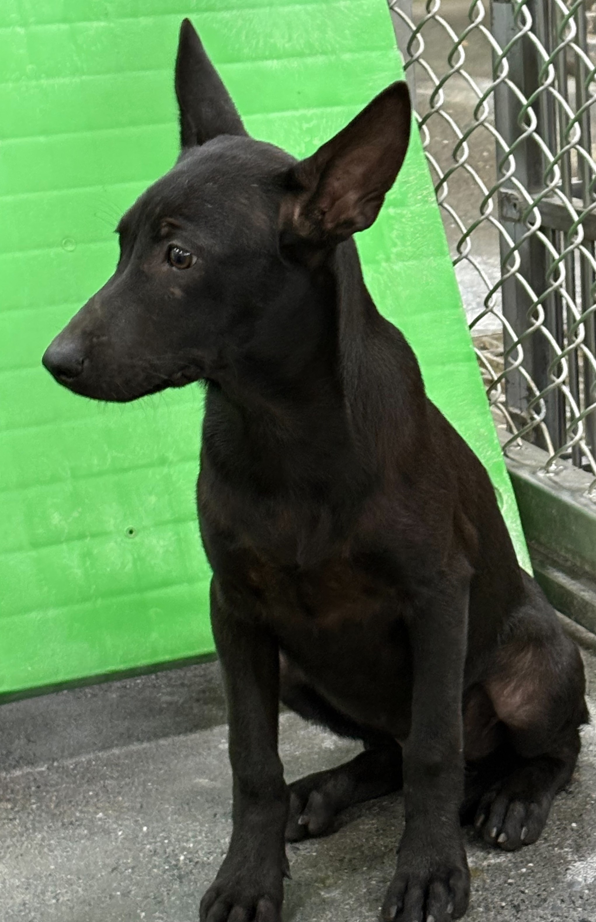 台東縣待認養狗 混種犬