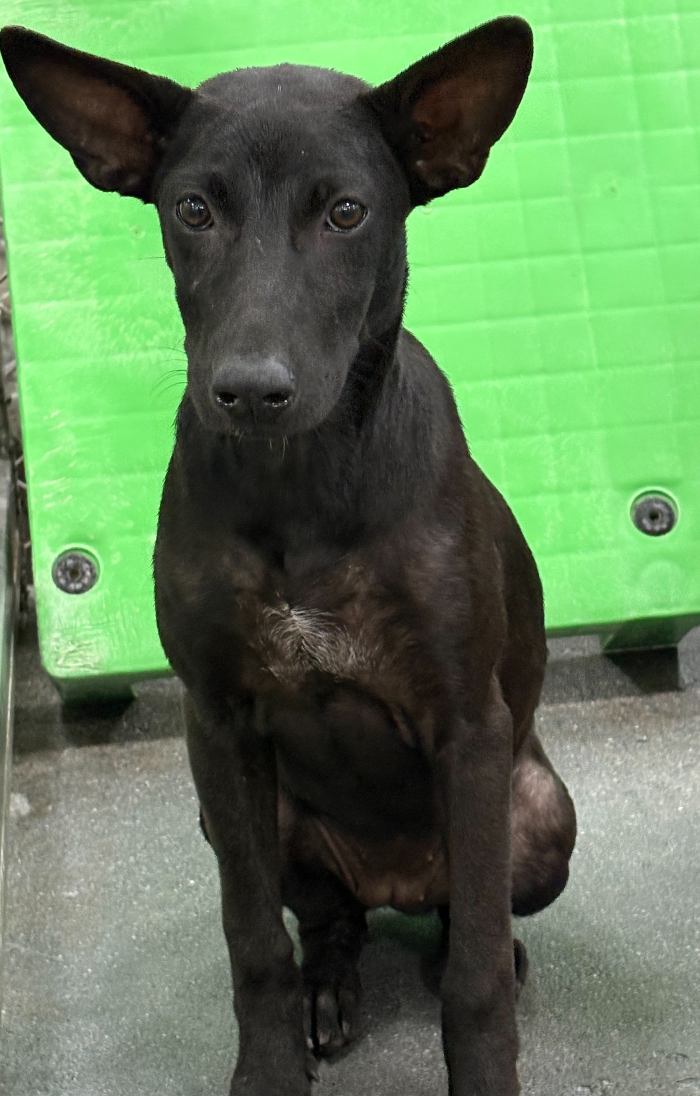 台東縣待認養狗 混種犬
