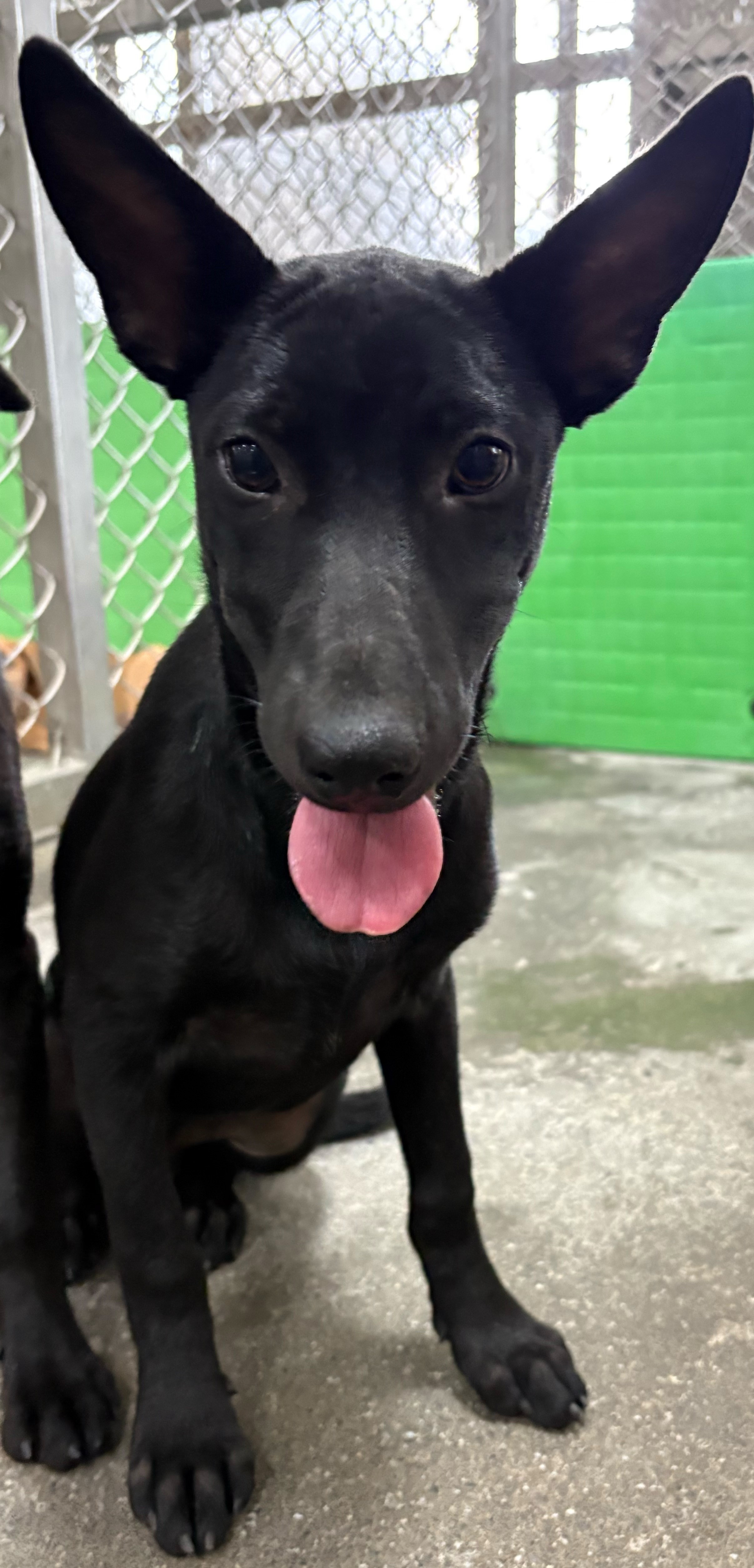 台東縣待認養狗 混種犬