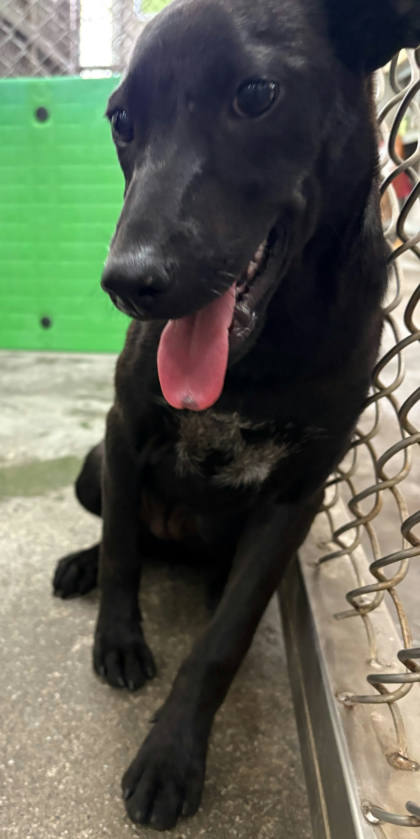 台東縣待認養狗｜混種犬｜黑色｜母