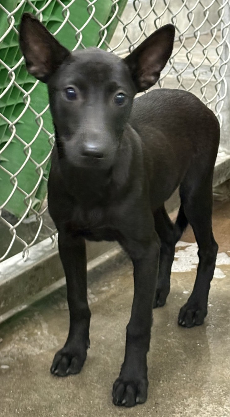 台東縣待認養狗 混種犬