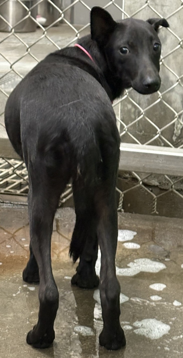 台東縣待認養狗 混種犬