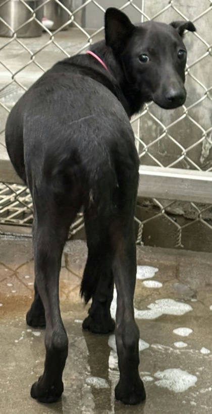 台東縣待認養狗｜混種犬｜黑色｜母