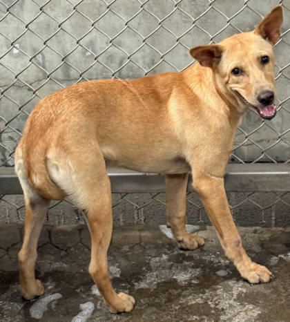 台東縣待認養狗｜混種犬｜黃色｜母