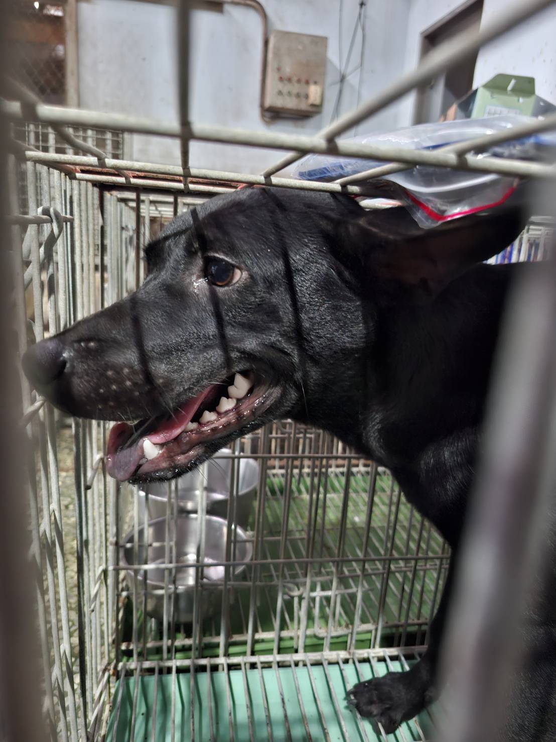 台南市待認養狗 混種犬
