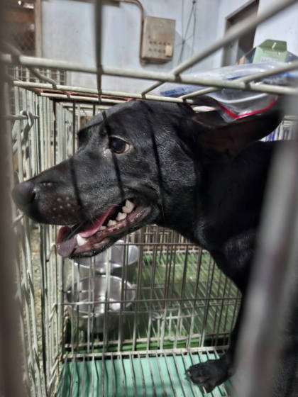 台南市待認養狗｜混種犬｜黑色｜母