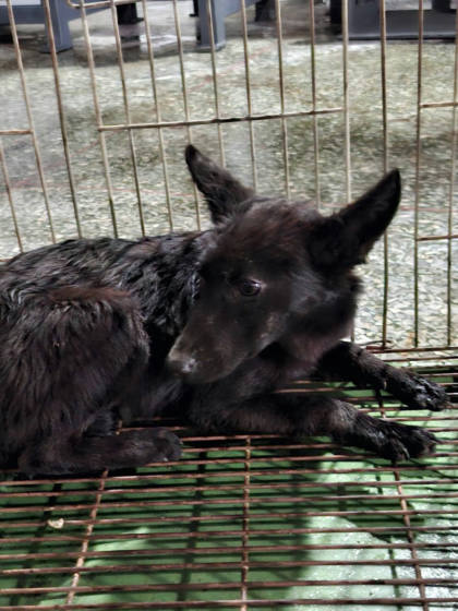 台南市待認養狗｜混種犬｜黑色｜母