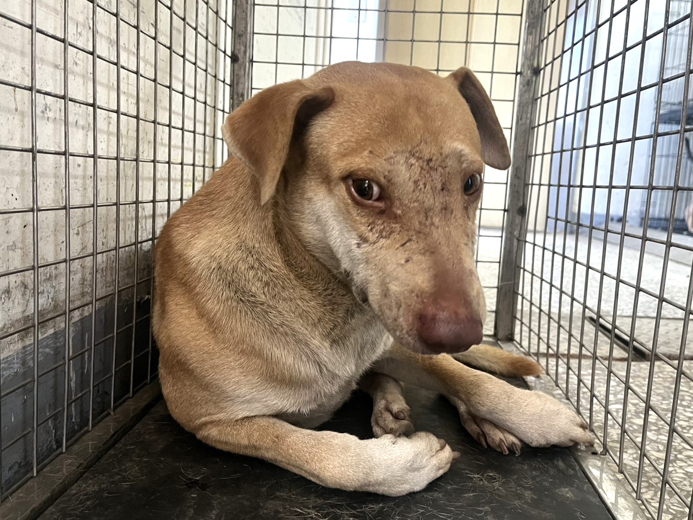 高雄市待認養狗 混種犬