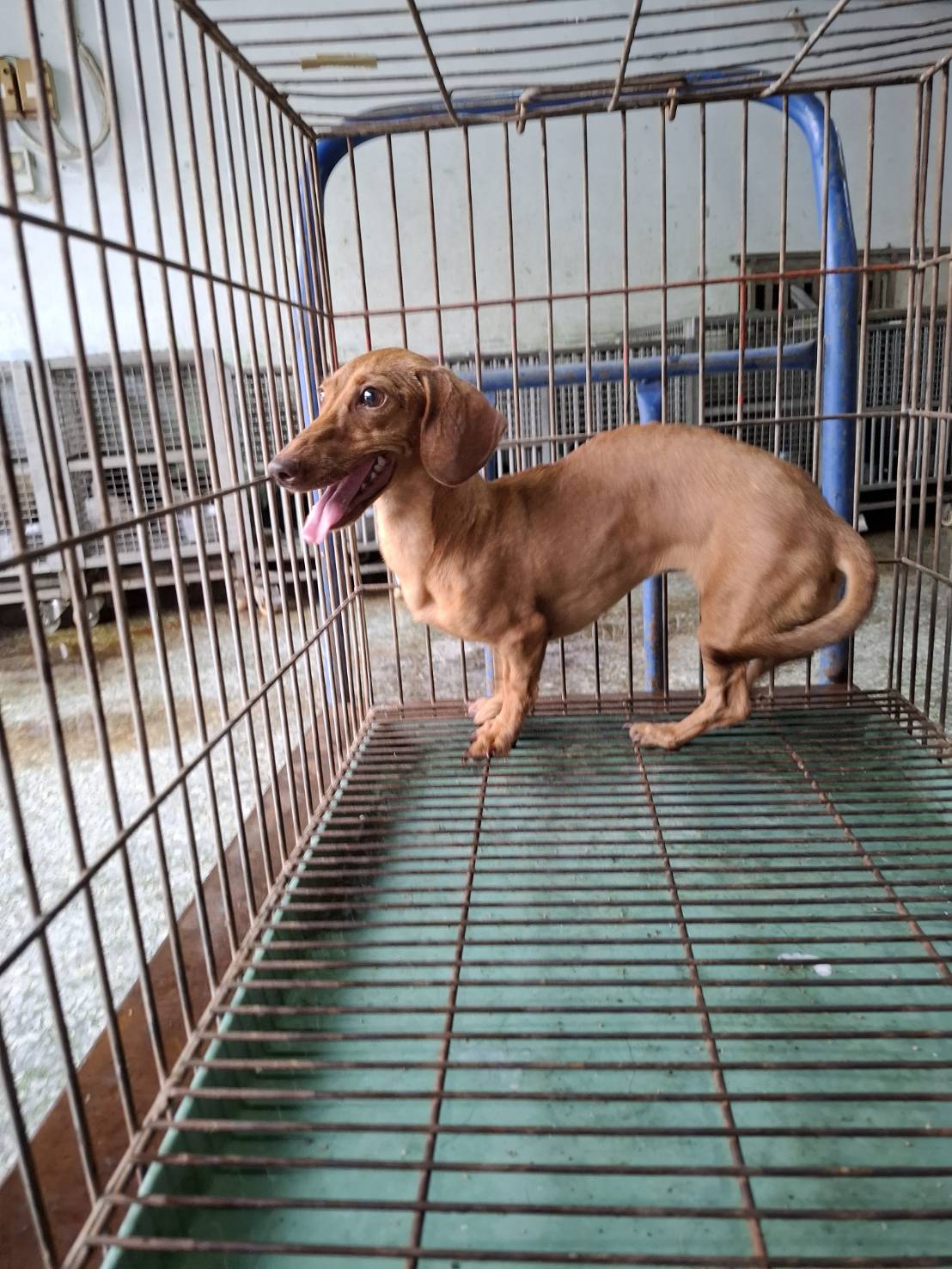 台南市待認養狗 臘腸犬
