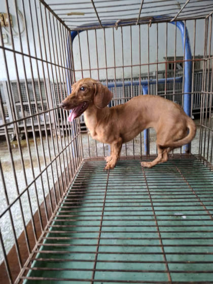 台南市待認養狗｜臘腸犬｜黃色｜母