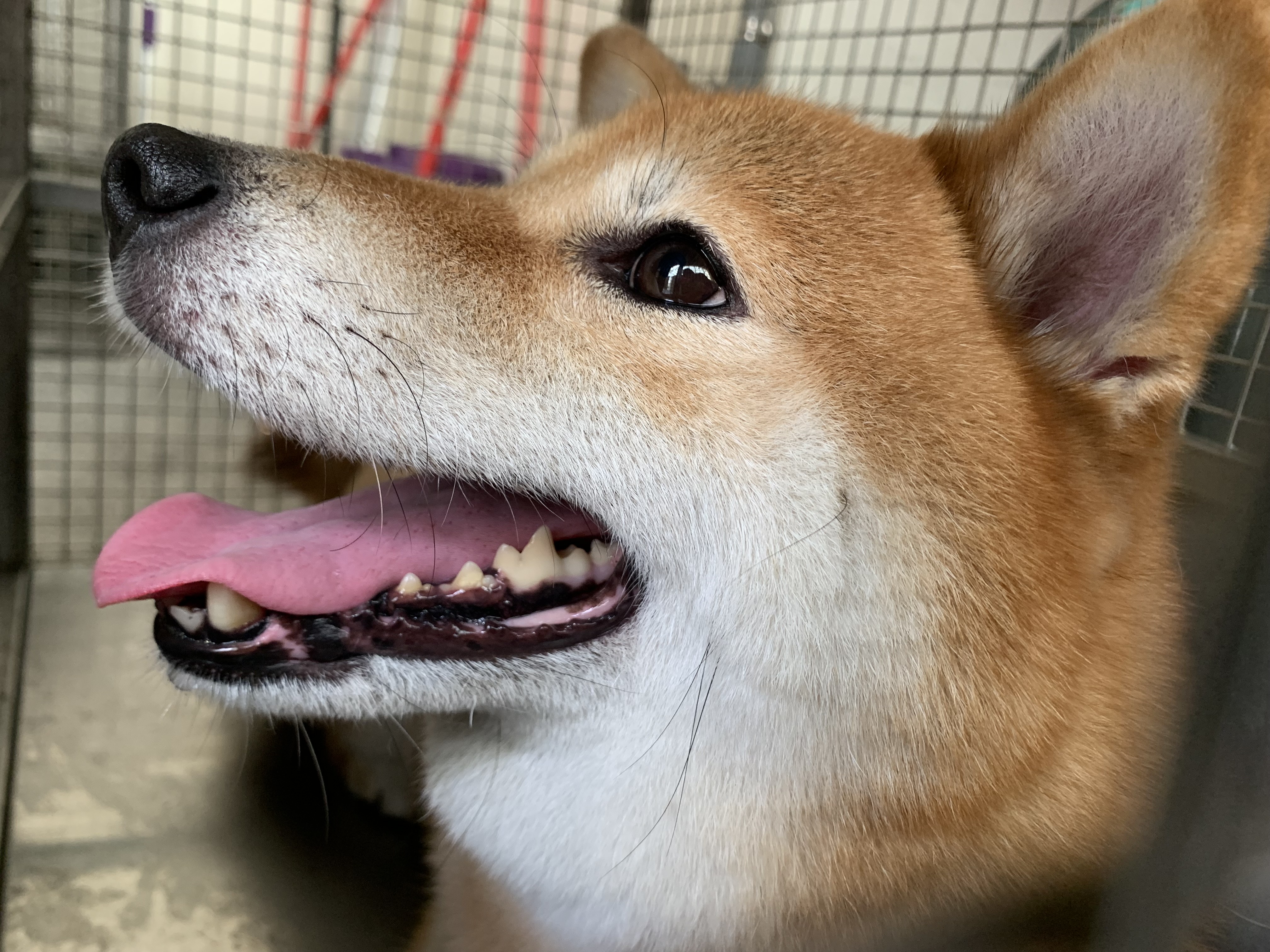 台北市待認養狗 柴犬