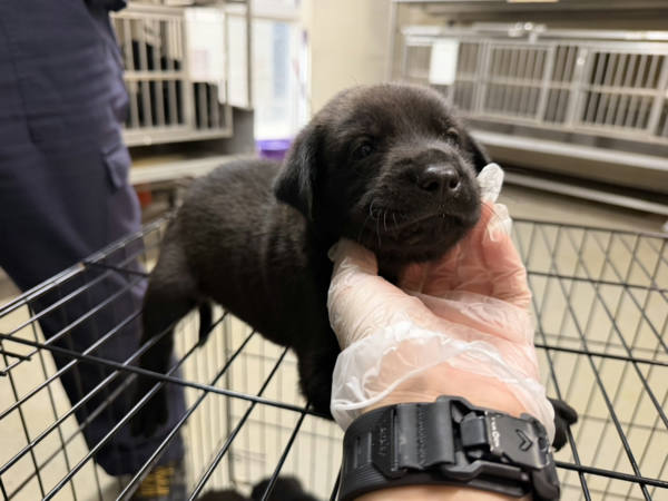 桃園市待認養狗 混種犬