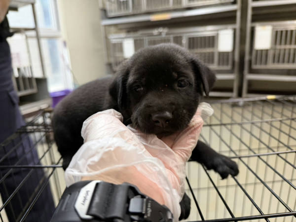 桃園市待認養狗 混種犬